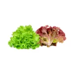 Red & Green Corel Lettuce - 2X200g - Image 2