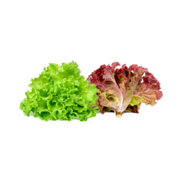 Red & Green Corel Lettuce - 2X200g - Image 2