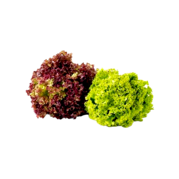 Red & Green Corel Lettuce - 2X200g - Image 3