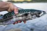 Mackerel Norway Fish (Frozen) 500g-600g - Image 2