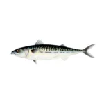 Mackerel Norway Fish (Frozen) 500g-600g