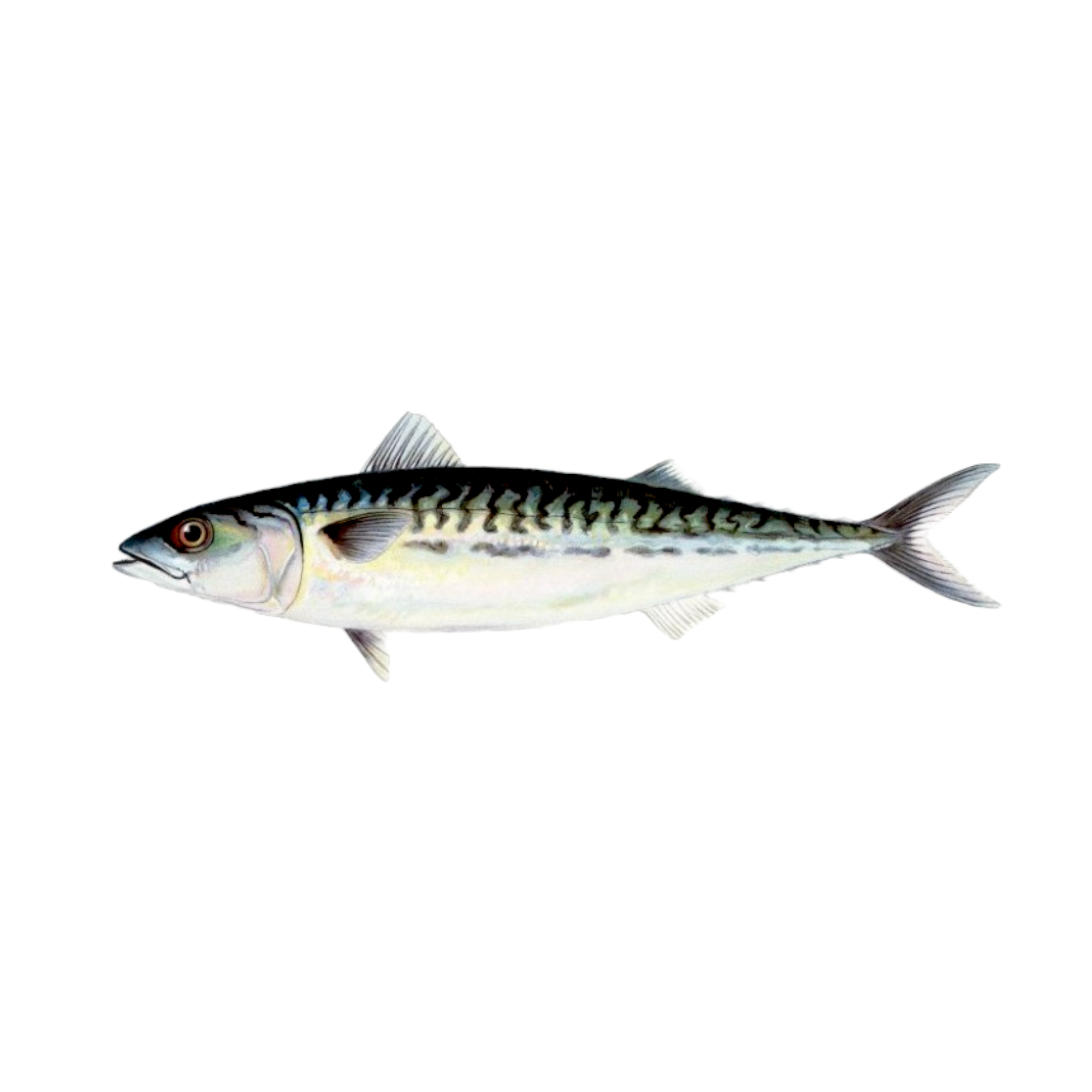 Mackerel Norway Fish (Frozen) 500g-600g – Shopifull