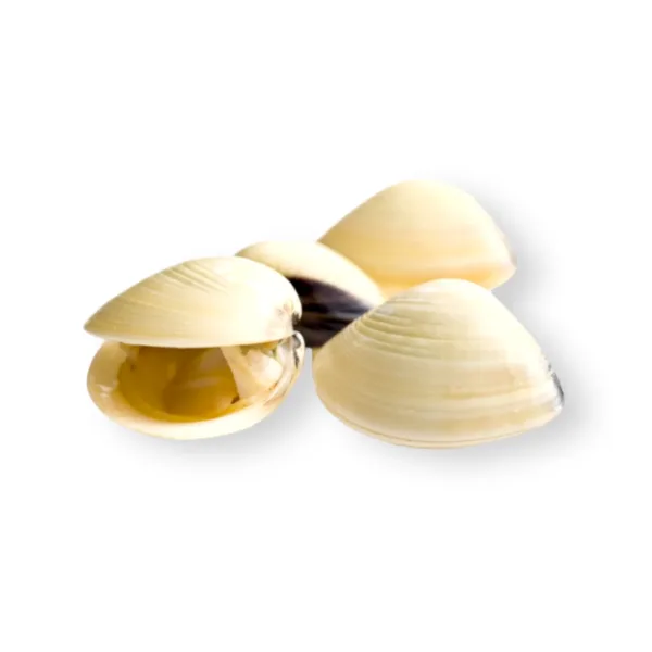 Cooked White Clam 600g-700g - Image 1