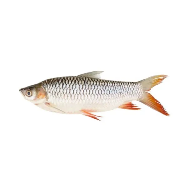 Sultan Fish [Frozen] 600g - 650g - Image 1