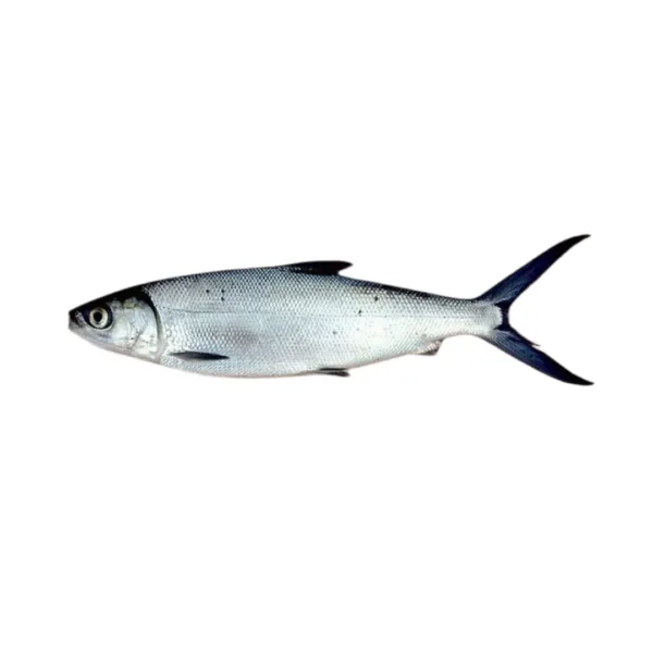 Milk Fish [Frozen] 450g - 500g - Image 1